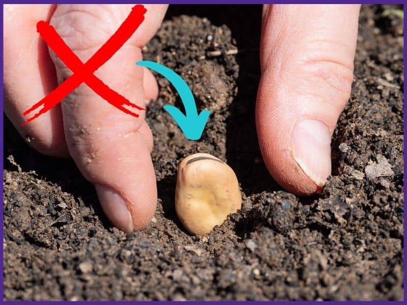 A close up of a fava bean seed in the soil. A person's thumb and finger are near the seed and there is a red X over the top left of the image indicating that the dark spot on the bean should be facing down.