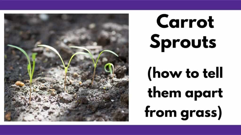 Text "carrot sprouts (how to tell them apart from grass" next to an image of four young carrot sprouts with seed leaves