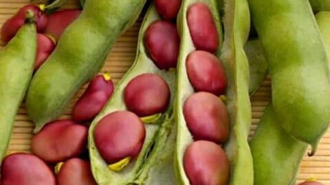Image for Karmazyn Broad Beans