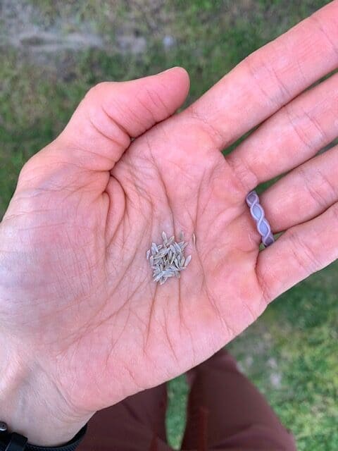 A close up of a woman's cupped hand holding lettuce seeds