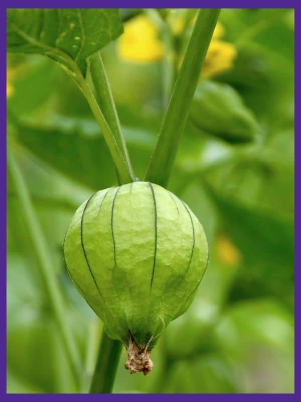 A tomatillo husk on a tomatillo vine