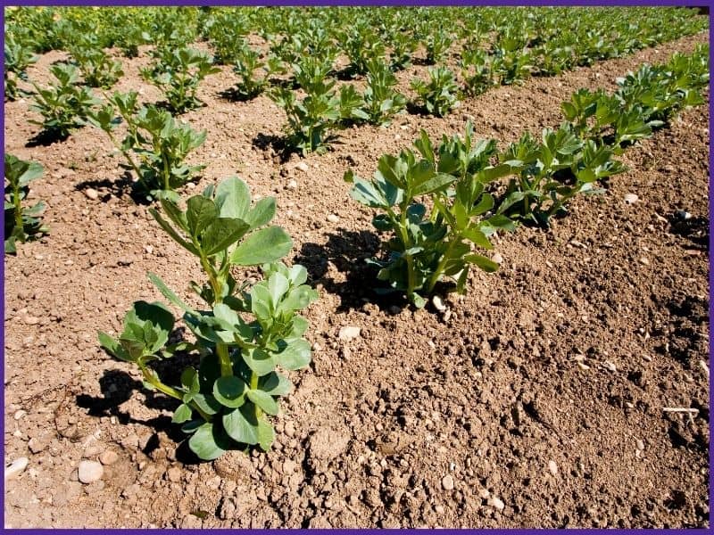 Rows of young fava bean plants