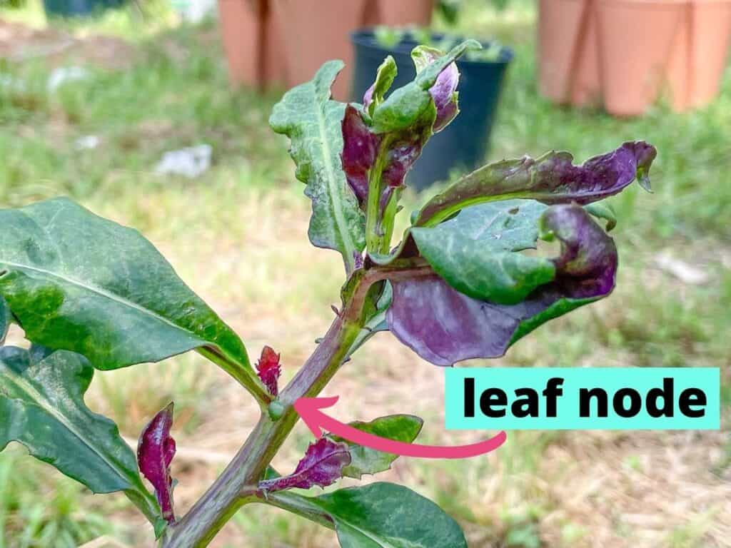 A close up of an OKinawa spinach stem with an arrow pointing at a leaf node and the caption "leaf node". A leaf node is where a pair of leaves grows from the stem.