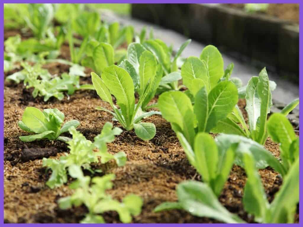 A close up of baby romaine lettuce growing in the garden