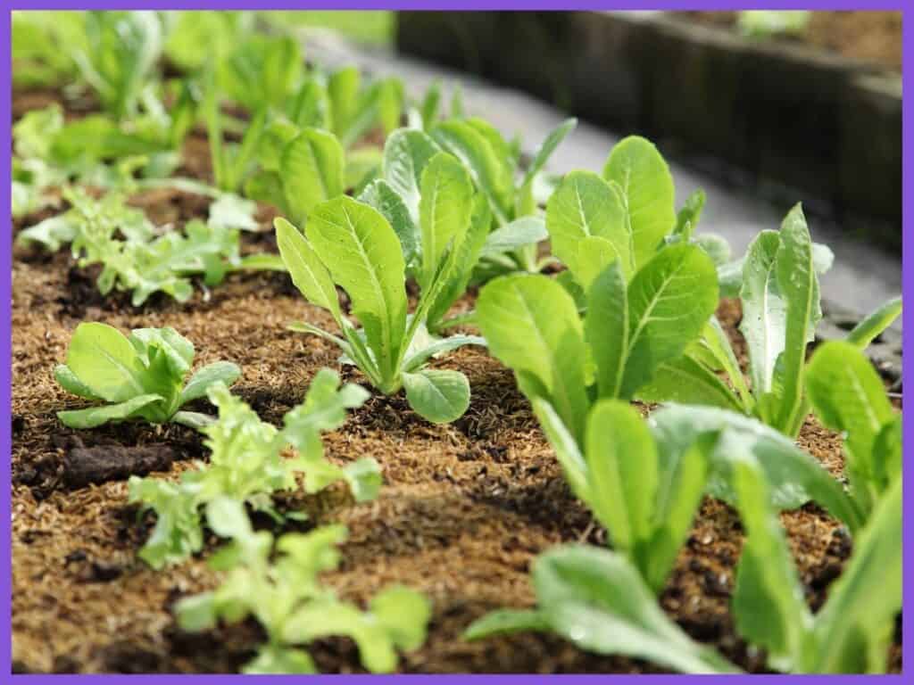  Eine Nahaufnahme von Baby-Römersalat wächst im Garten