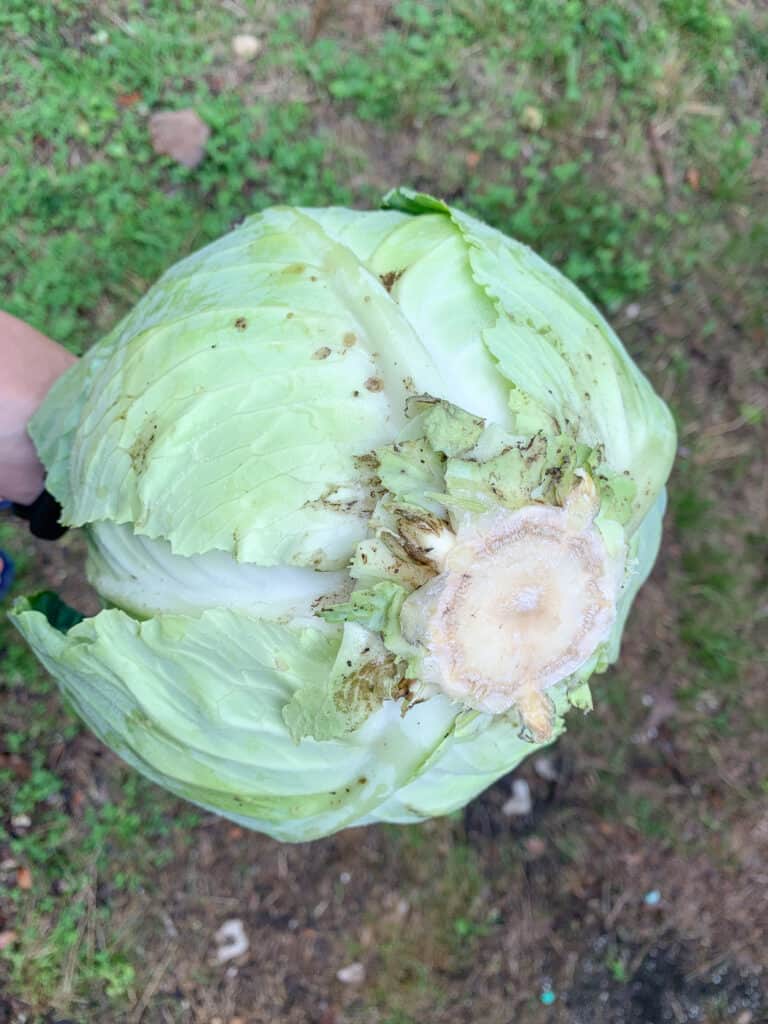 A close up of the bottom of a head of freshly picked cabbage. The outer leaves have been peeled and dirt/grime is visible around the bottom.