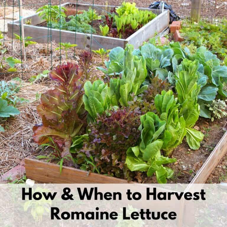 text overlay "how and when to harvest romaine lettuce" over an image of a raised bed with romaine and red leaf lettuce