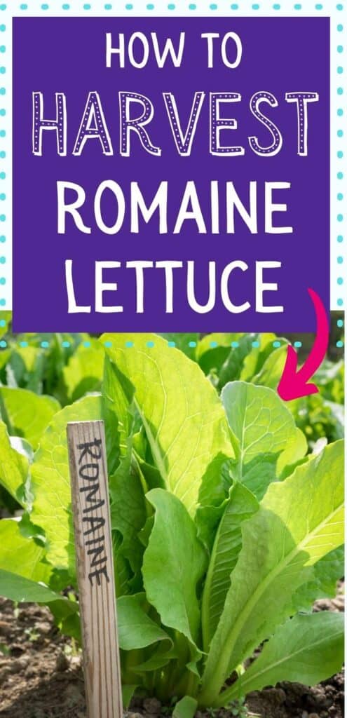 Text overlay "how to harvest romaine lettuce" with a pink arrow pointing at a young romaine lettuce plant growing in the garden.