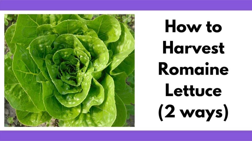 Text "how to harvest romaine lettuce (2 ways) next to a top down image of a mature head of green romaine lettuce