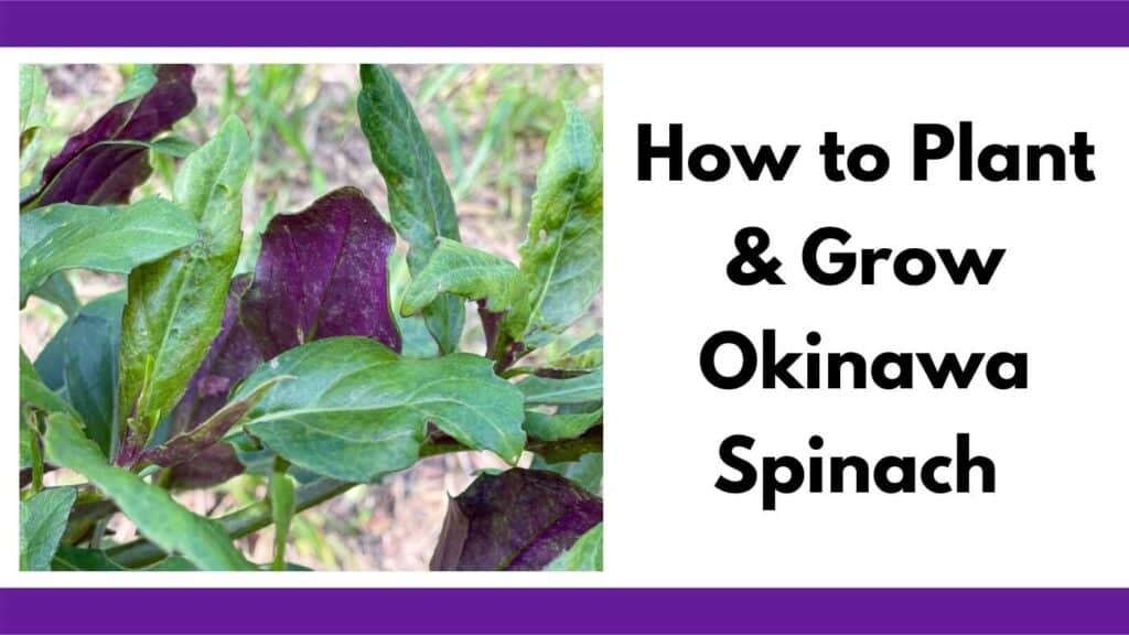 Text "how to plant and grow Okinawa spinach" next to a clsoe up image of Okinawa spinach leaves with a green top and purple bottom