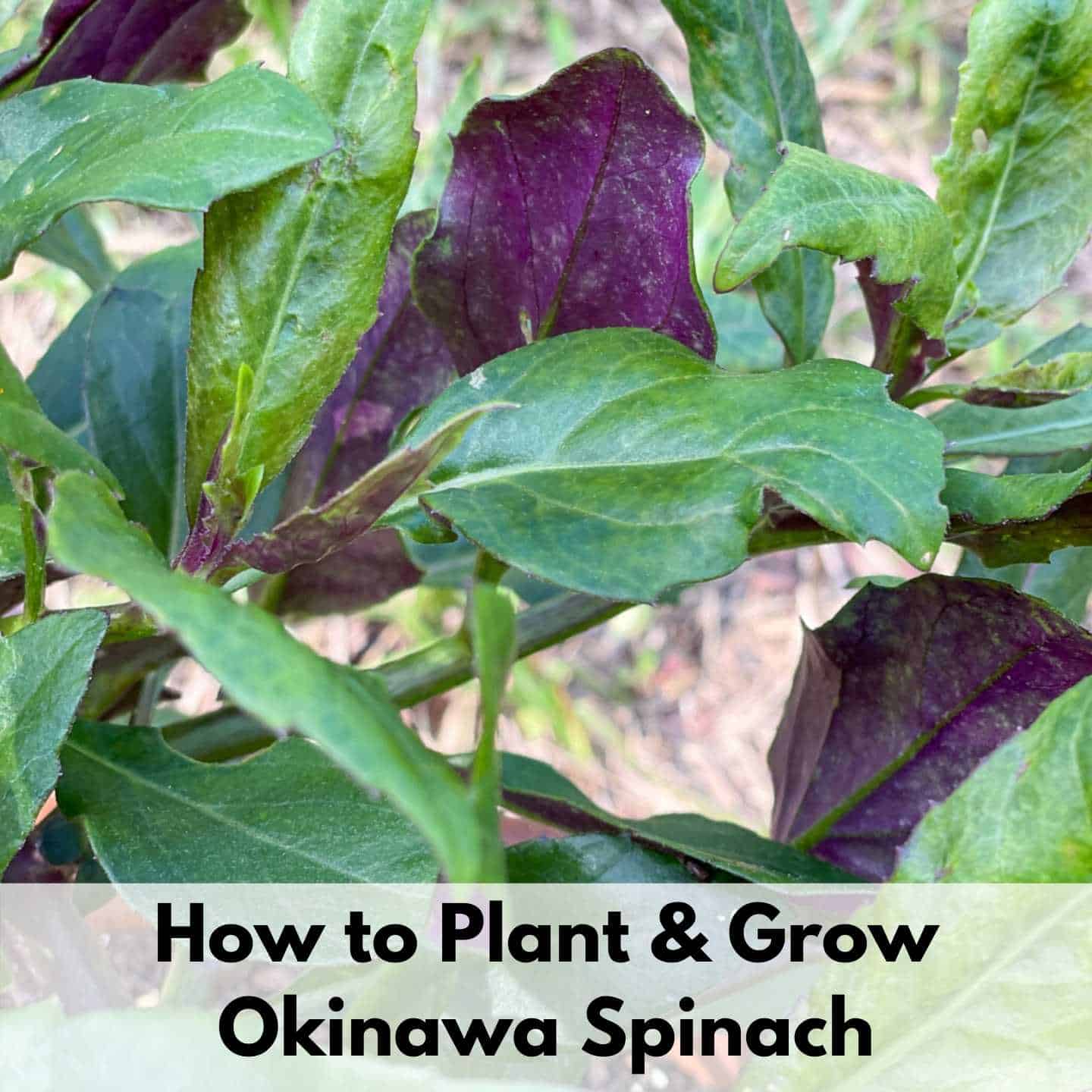How to Plant & Grow Okinawa Spinach Together Time Family