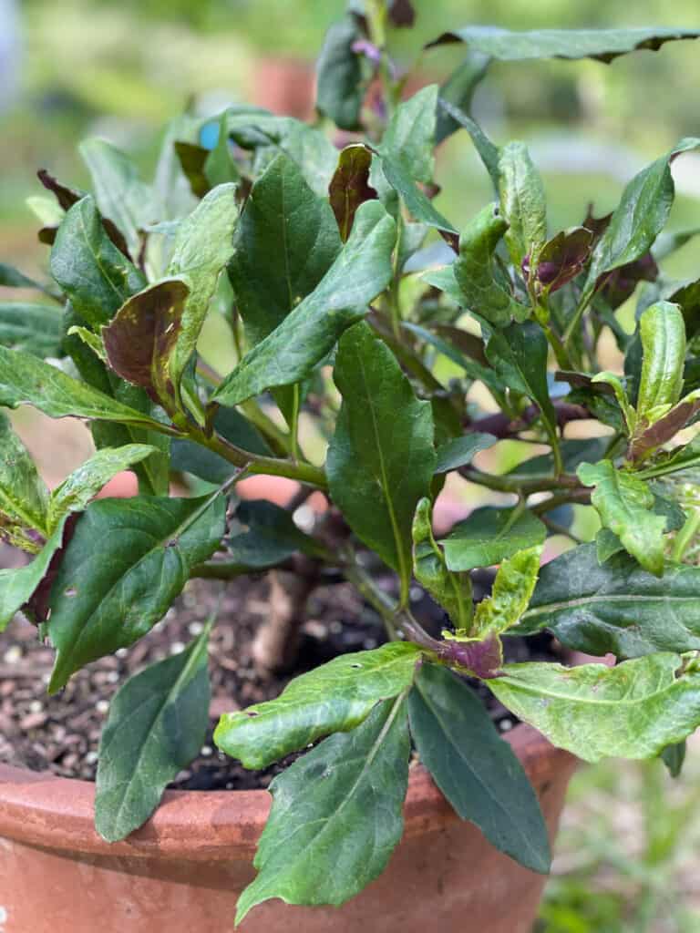 A bushy Okinawa spinach plant growing in a tera cotta pot