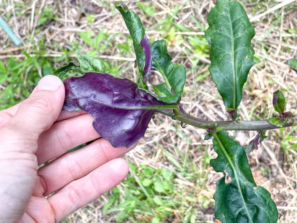 A close up of a person's hand turning over an Okinawa spinach leaf to show the bright purple lower face