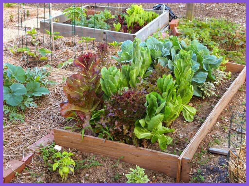  Ein Bild von einem Holzhochbeet gefüllt mit Salat bereit zu ernten.