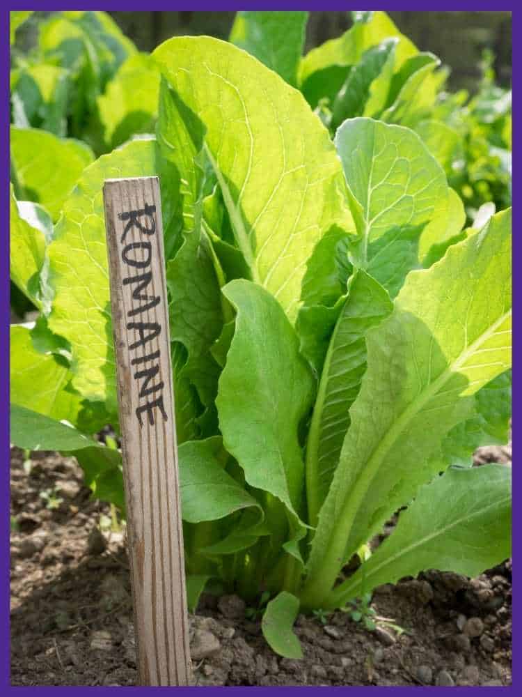 A young romaine lettuce plant in the garden with a tag "ROMAINE" on a wooden stake