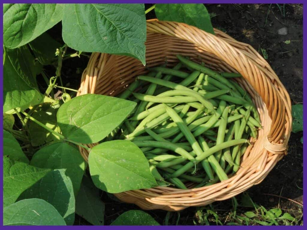 A top down view of a partially full woven basket with green beans