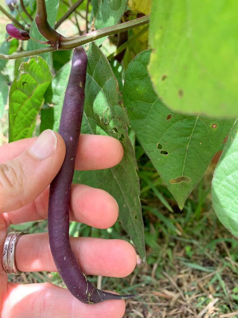 A hand holding a plump purple "green" bean that's ready to pick