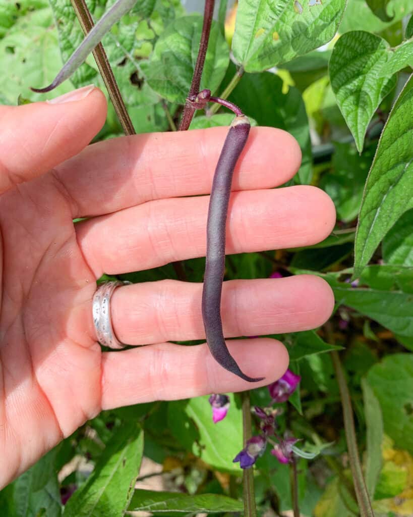 A hand holding a thin purple "green" bean that isn't quite ready to pick. Bean leaves and purple flowers are visible in the background