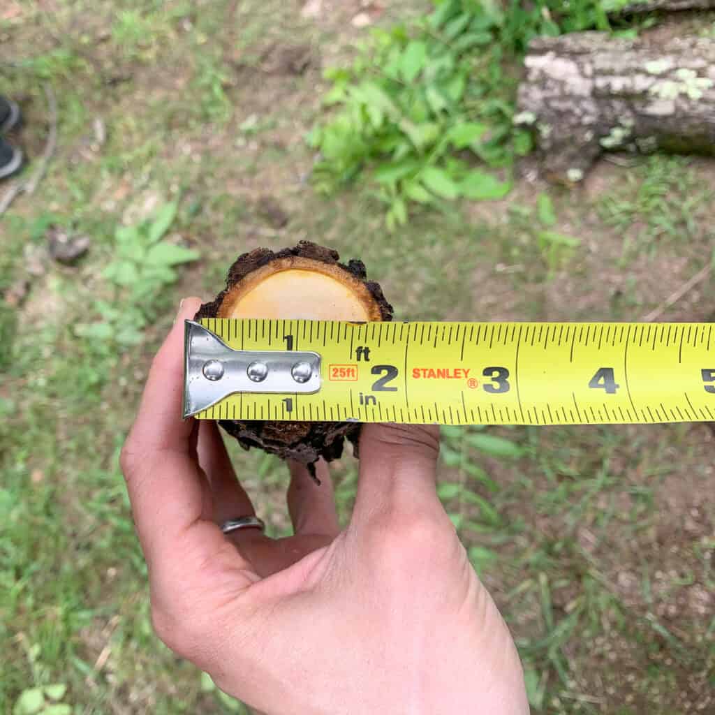 a hand holding a cut walnut branch and a tape measure showng the branch is almost 3" in diameter