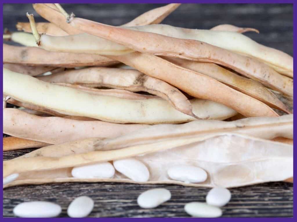 A close up image of dry bean pods with dry beans