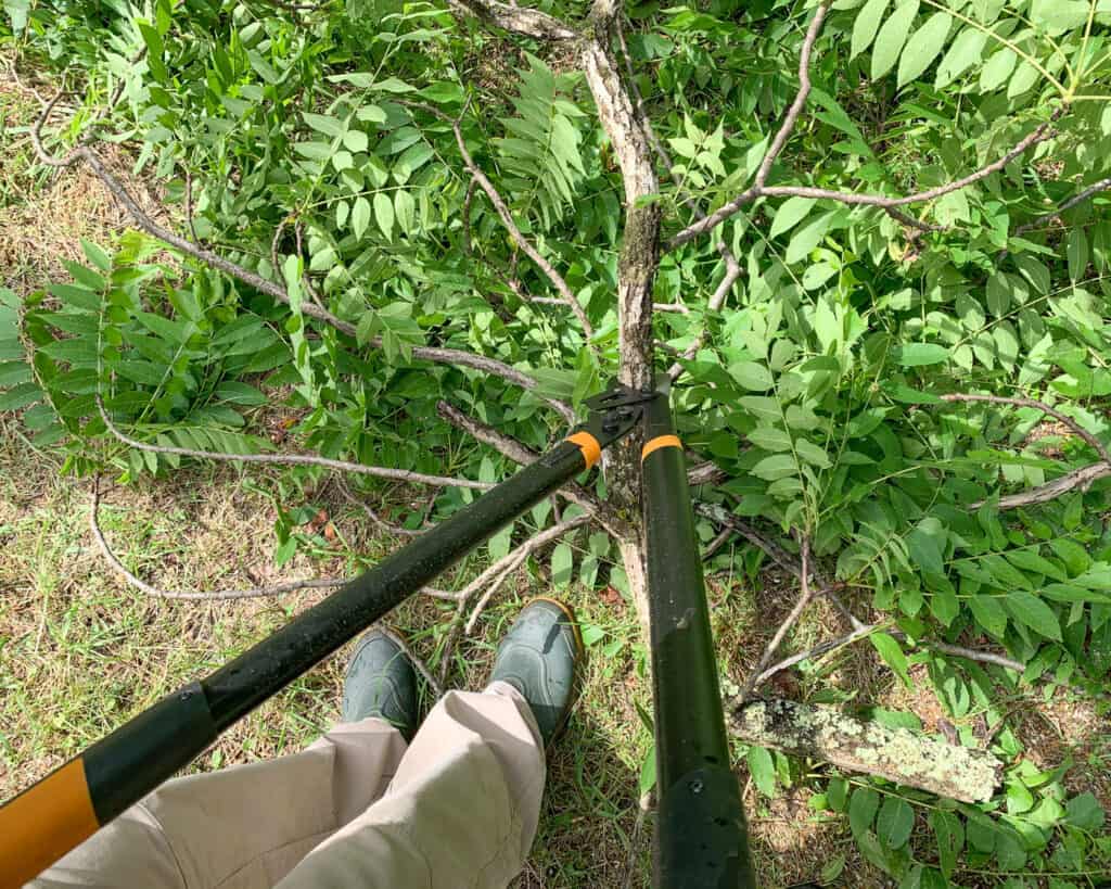 a top down view of a pair of black heavy duty loppers being used on a walnut tree