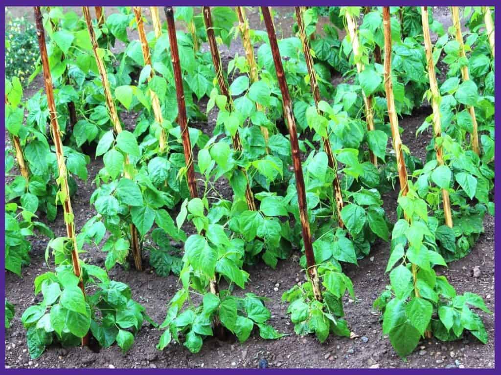 Rows of green bean plants growing up poles