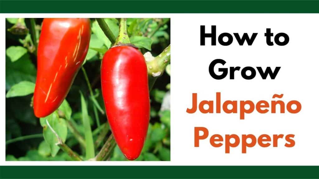 Text "how to grow Jalapeño peppers" next to an image of a pepper plant growing.