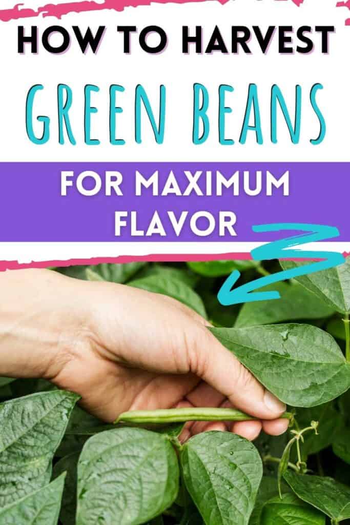 text "how to harvest green beans for maxiumum flavor" above a picture of a hand picking a ripe green bean