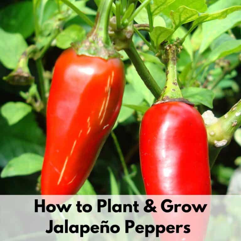 Text overlay "how to plant and grow jalapeno peppers" over an image of two ripe, red jalapeno peppers