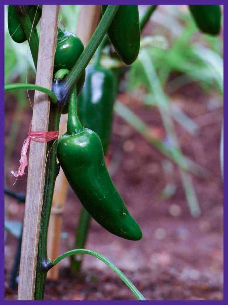 A jalapeno pepper plant secured to a wood stake with a piece of red plastic 