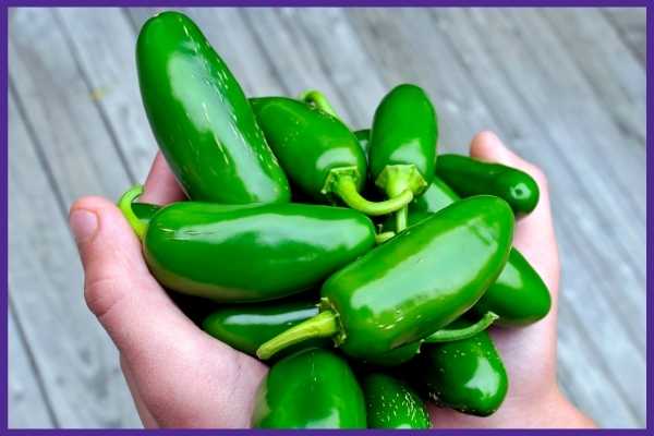 Two hands holding a handful of green jalapeño peppers