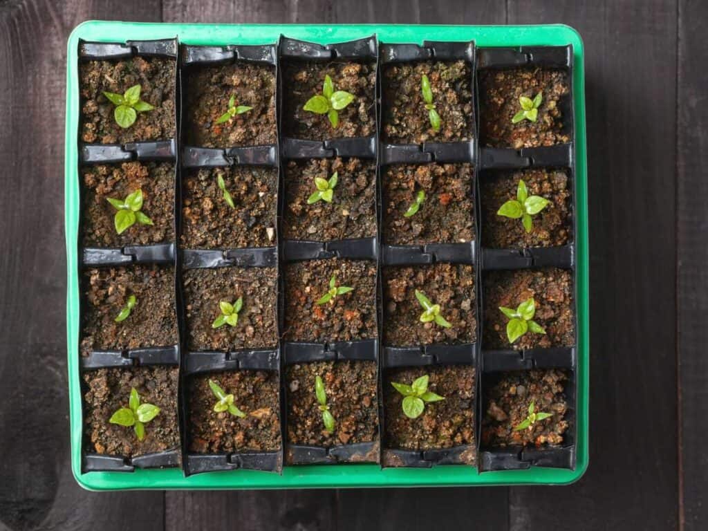 A top down view of a tray of newly sprouted pepper plant seedlings