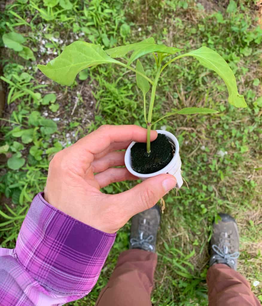 A woman's hand holding a small pepper plant seeding. The seedling is in a white hydroponic grow cup.