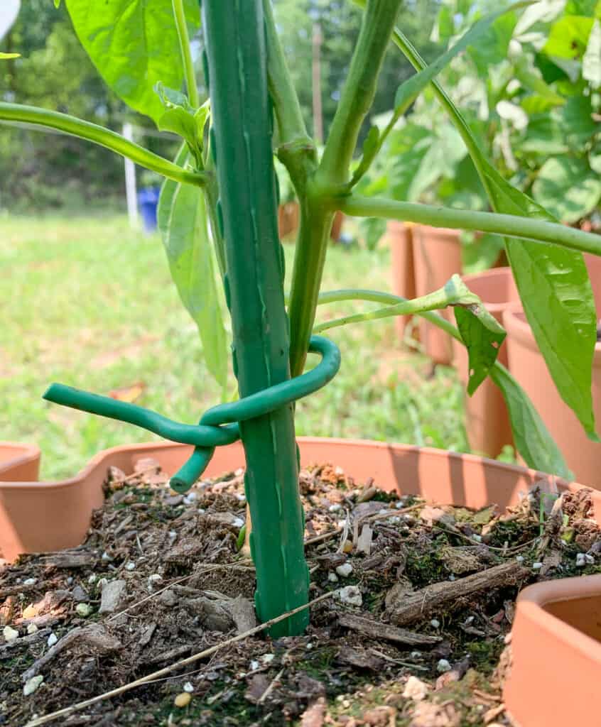 A pepper plant secured to a green coated metal stake with a piece of green coated wire