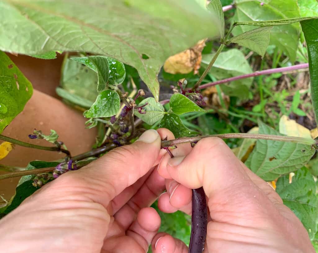 A close up of a woman's hands picking a purple green bean. She is holding the plant stem with her left hand and cutting the bean free with her right hand thumbnail.
