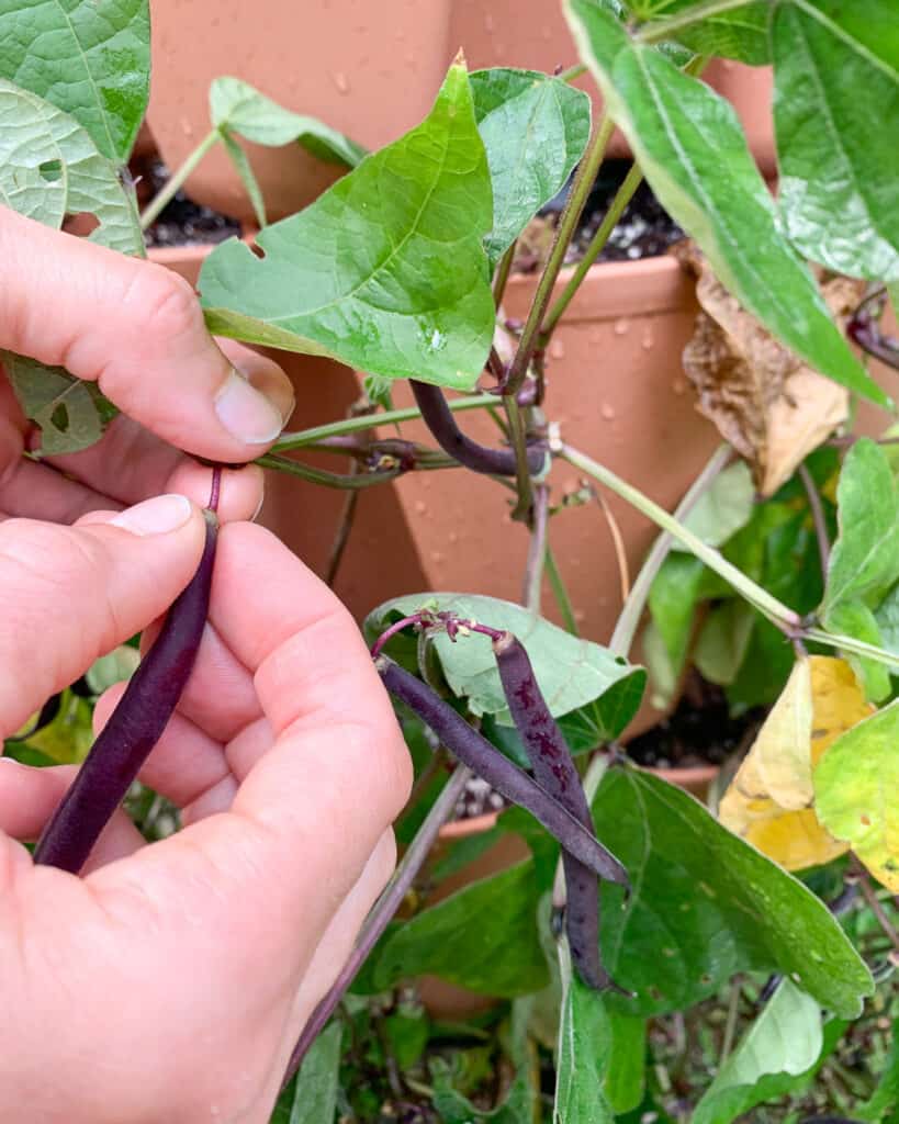 A close up of a woman's hands picking purple green beans. One hand is on the bean, the other hand is on the plant's stem.