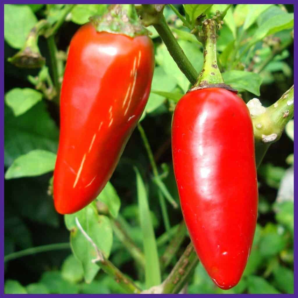 Two red jalapeño peppers on a plant