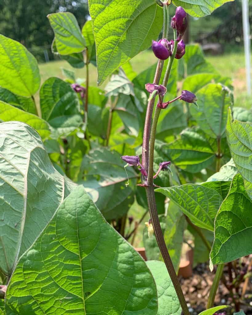 A close up view of a bean plant with tiny beans visible at the base of purple flowers