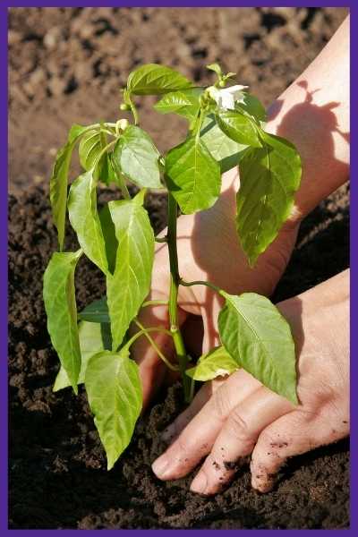 Hands transplanting a young pepper plant into the soil. The plant is about 8" high and already has a couple of flowers.