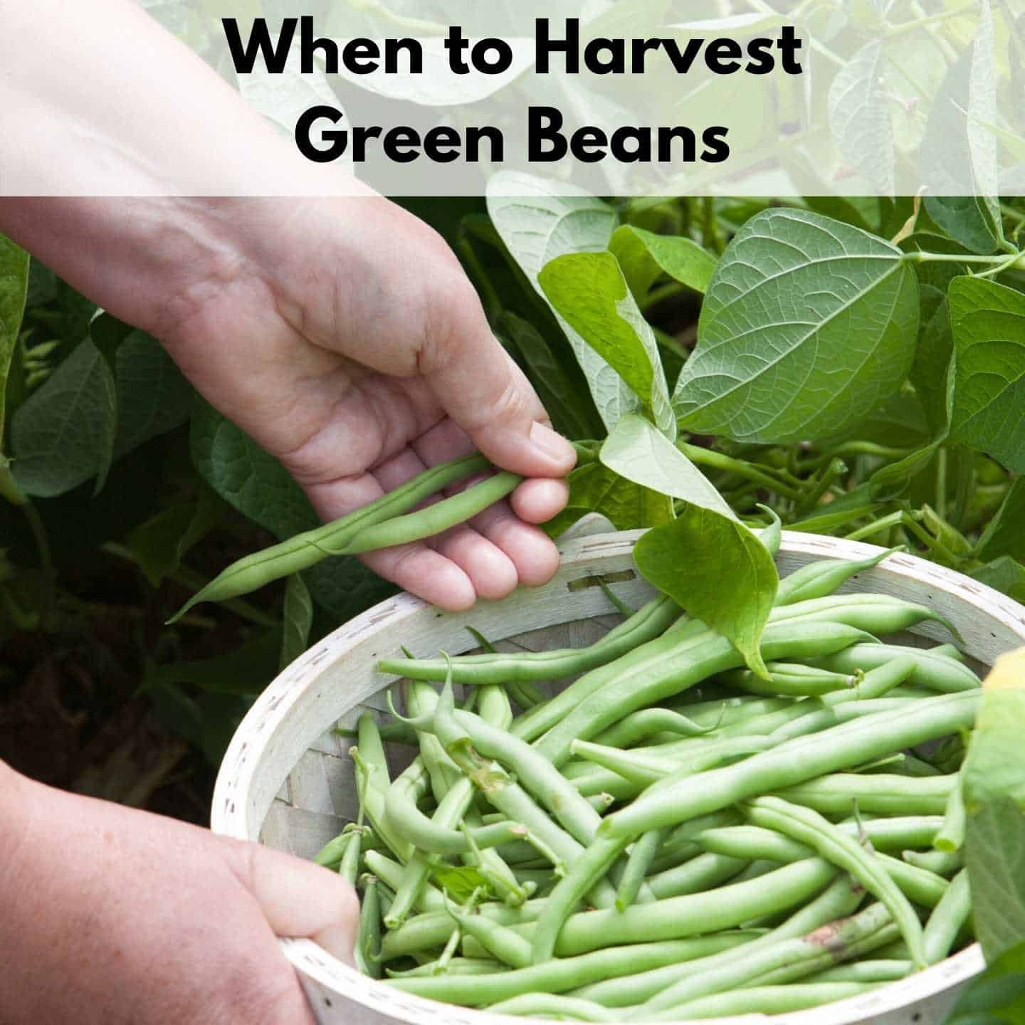 When to Harvest Green Beans - Together Time Family