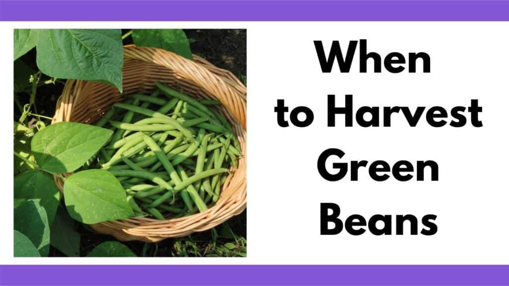 Text "when to harvest green beans" next to a picture of a woven basket with green beans