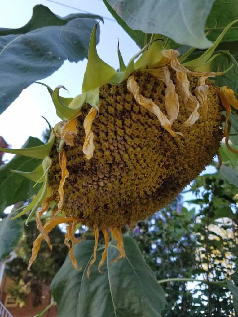 A drooping sunflower head with wilting petals and a yellowing back.