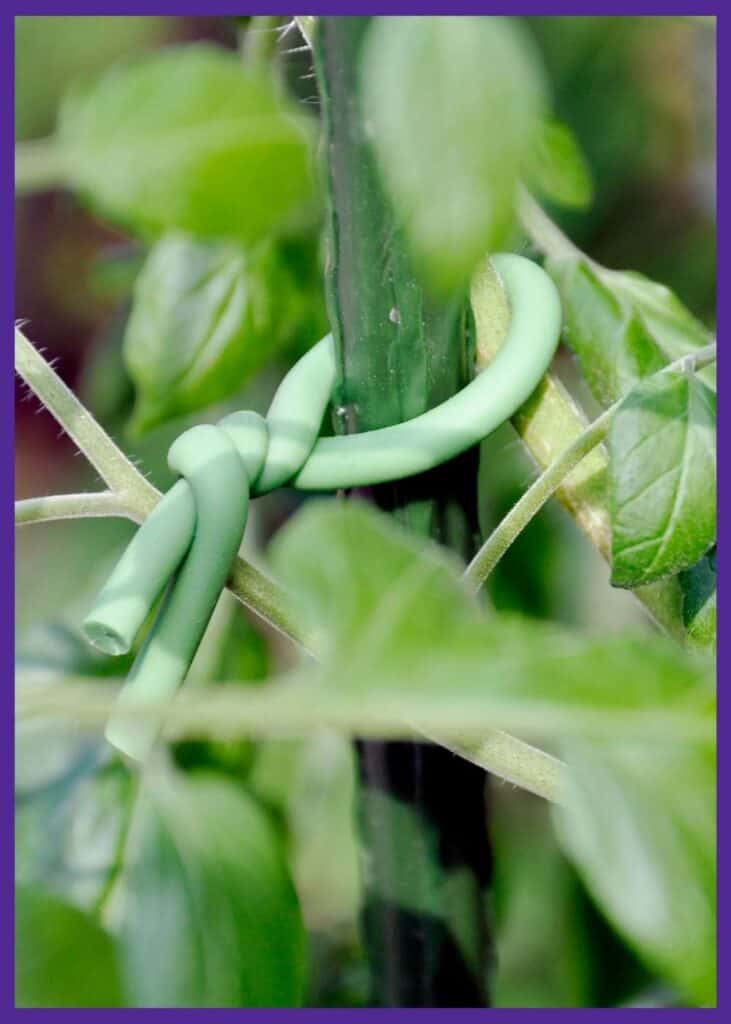 A close up photo of a tomato plant held to a coated fiberglass rod with green soft wire