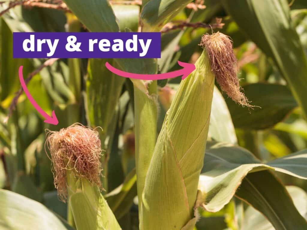 A close up picture of two ears of ripe corn with a caption "dry and ready" and an arrows pointing at the silks