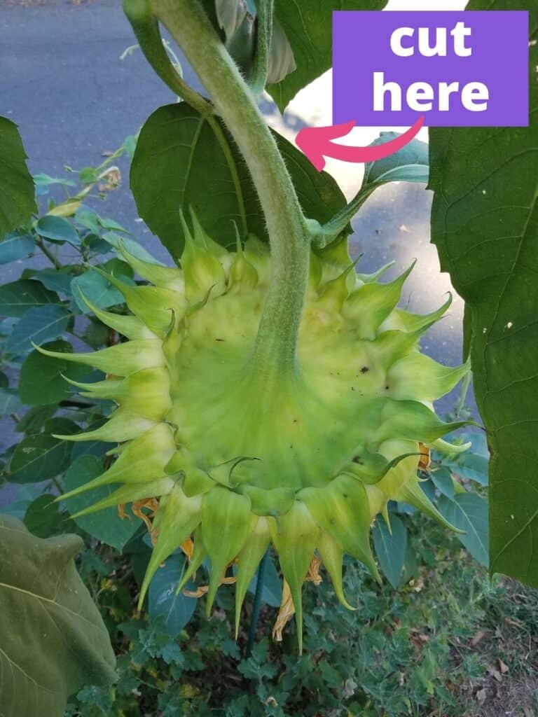 An image of a drooping sunflower head with the text "cut here" and an arrow pointing at a spot about 8" from the base of the flower