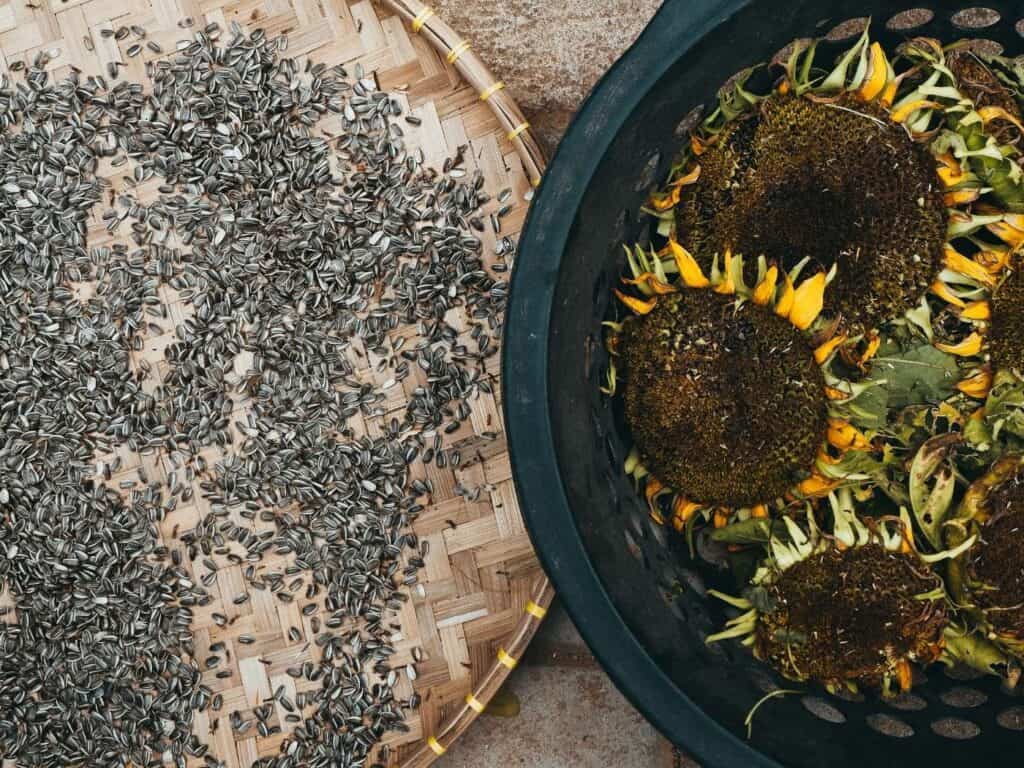 On the left is a flat woven basket with sunflower seeds and on the right is a black plastic basket with dry sunflower heads