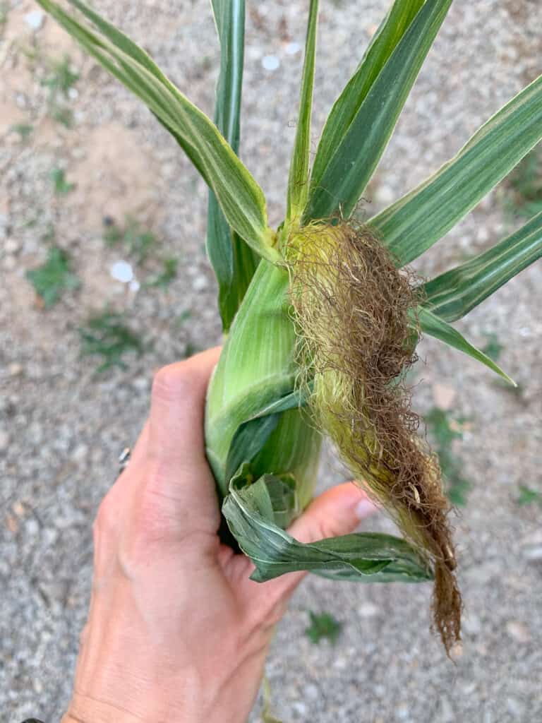 A hand holding a ripe, picked ear of corn to demonstrate the dry, browning silks on top