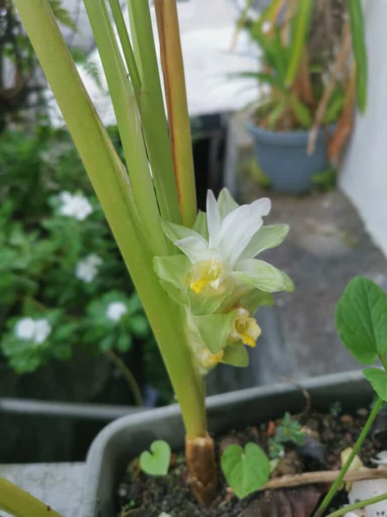 A picture of a turmeric plant in a container with white flowers growing from the stem