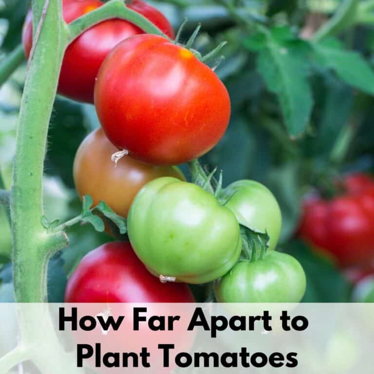Text overlay "how far apart to plant tomatoes" on the bottom of a close up image of a cluster of tomatoes on the vine. Half the tomatoes are ripe, the other half are green and glossy.