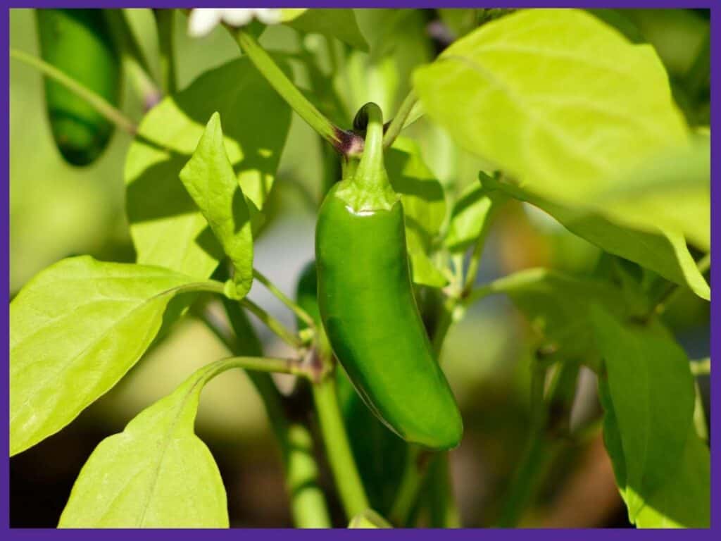 A not-quite ripe green jalapeño pepper growing on a bush